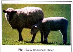  Bhakarwal Sheep 