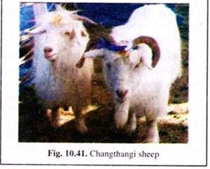 Changthangi Sheep