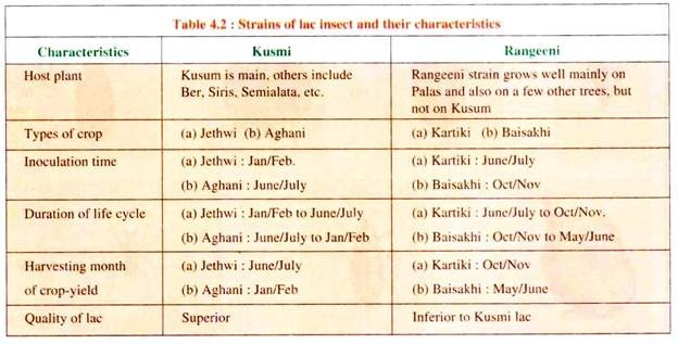 Strains of the Insect and their Characteristics