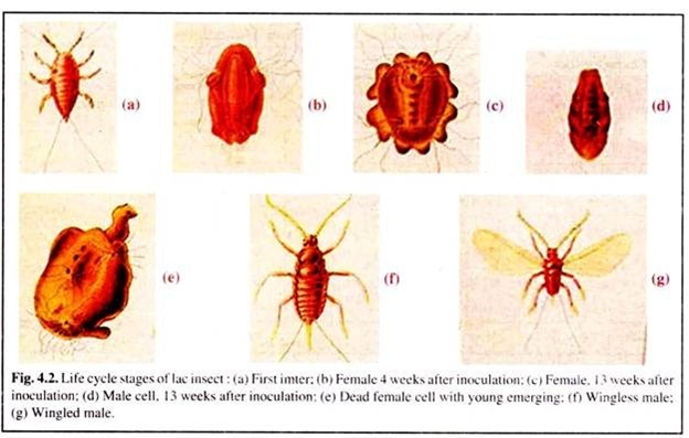 Life Cycle Stage of Lac Insect