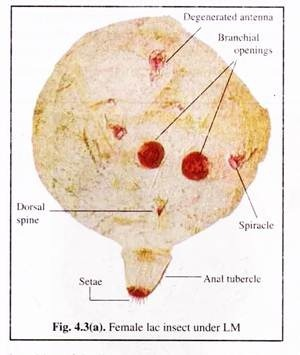 Female Lac Insect under LM
