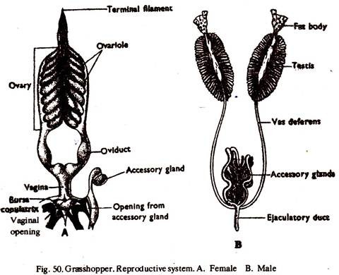 grasshopper testis dissection