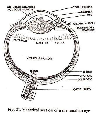 Structure of Mammalian Eye (With Diagram)