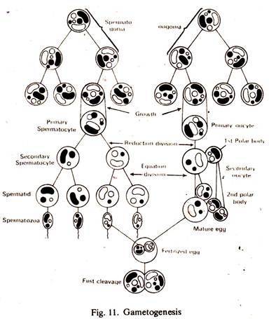 Process of Gametogenesis in Animals