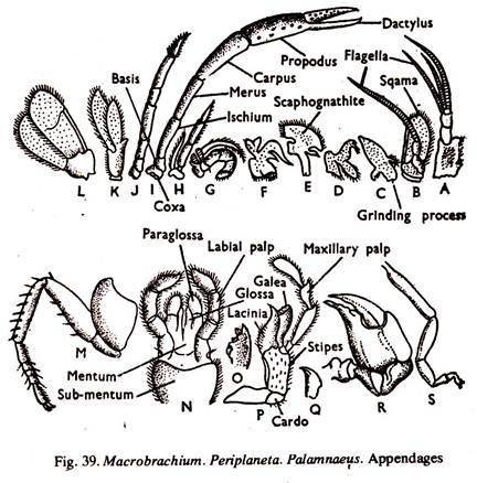 Macrobrachium