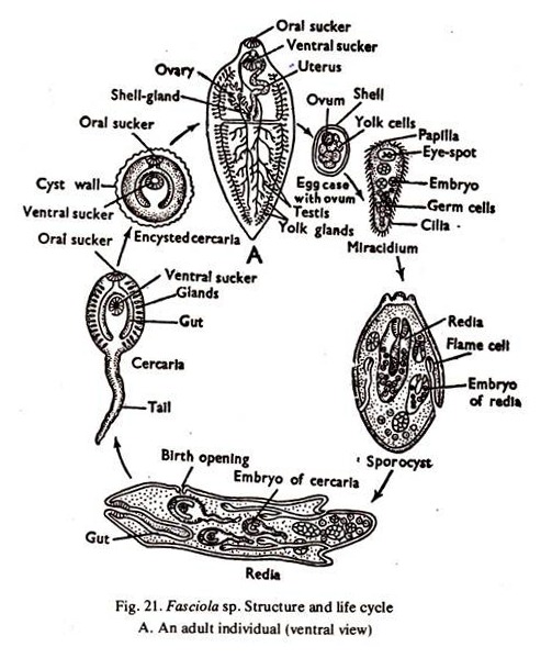 Fasciola sp. Structure and Life Cycle