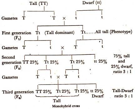 Monohybrid Cross