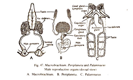Macrobrachlum, Periplaneta and Palamnaeus Male Reproductive Organs