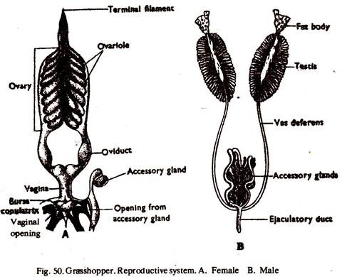 Grasshopper Reproductive System