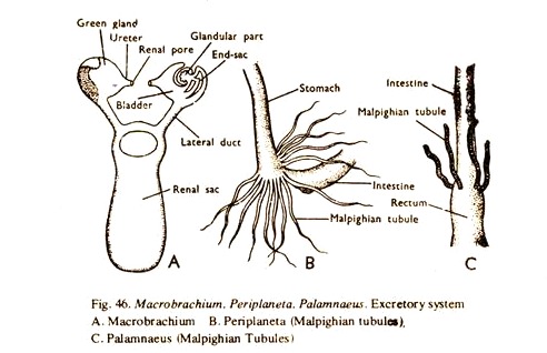 Macrobrachium, Periplaneta and Palamnaeus: