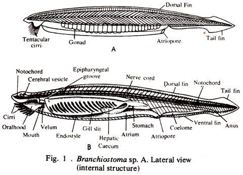 Branchiostoma: Features and Respiratory Structures