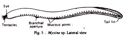 Myxine sp. Lateral View