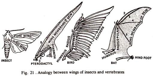 Analogy between Wings of Insects and Vertebrates