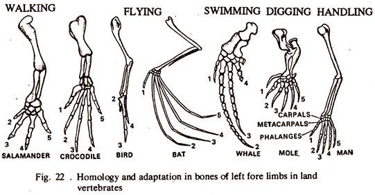 essay on evidence of organic evolution