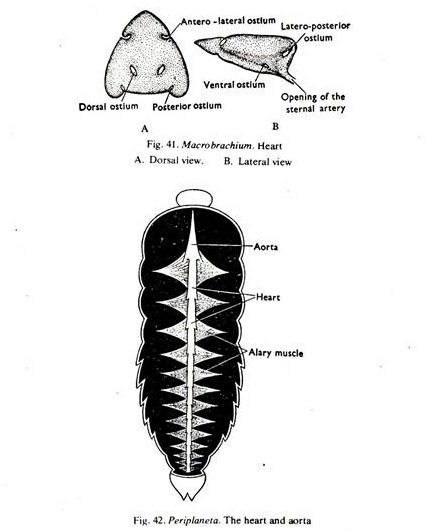 Macrobrachim Heart and Periplaneta Heart and Aorta