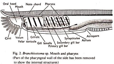 Branchiostoma sp. Mouth and Pharynx
