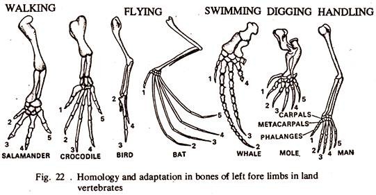 Homology and Adaptation in Bones