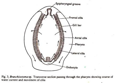 Branchiostoma sp. Transverse Section