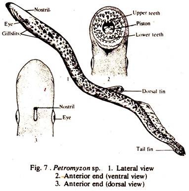 Petromyzona sp.