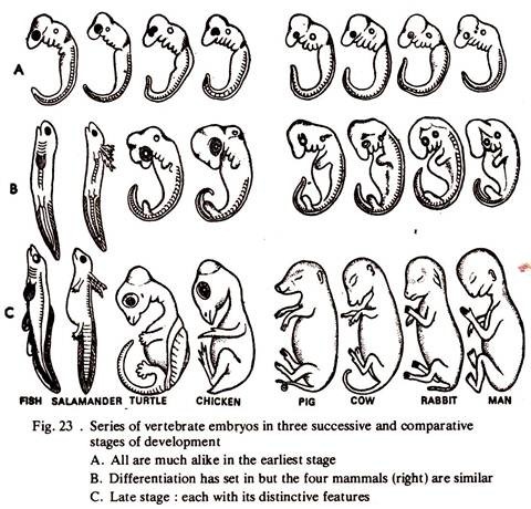 Series of Vertebrate Embryos