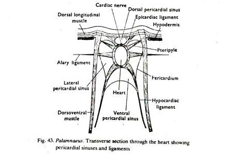 Palamnoeus