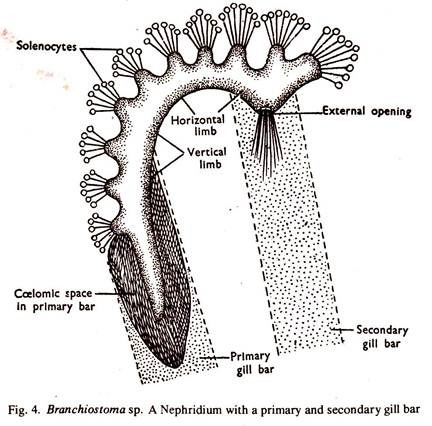 Branchiostoma sp. Transverse Section Nephridium