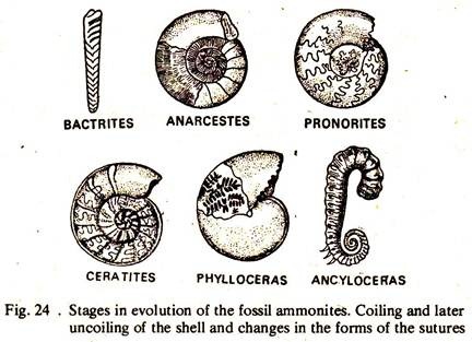 Stages in Evolution