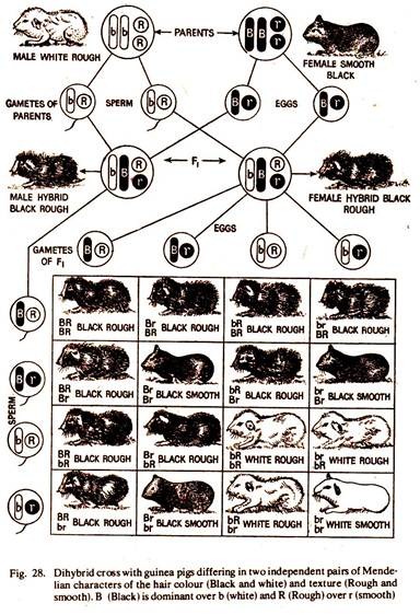 Dihybrid Cross with Guinea Pigs