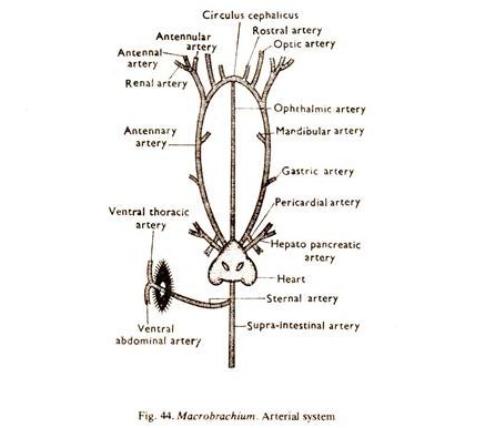 Macrobrachium Arterial System