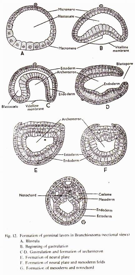 Formation of Germinal Lavers in Branchiostoma