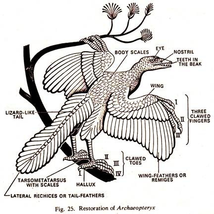 Restoration of Archaepteryx