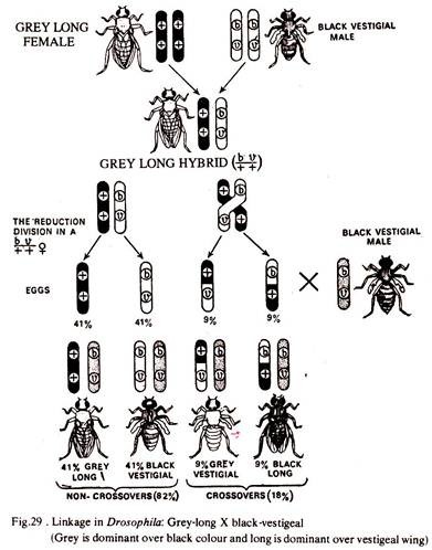 Linkage in Drosophila