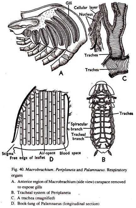 Macrobrachium, Periplaneta and Palamnaeus Respiratory Organs