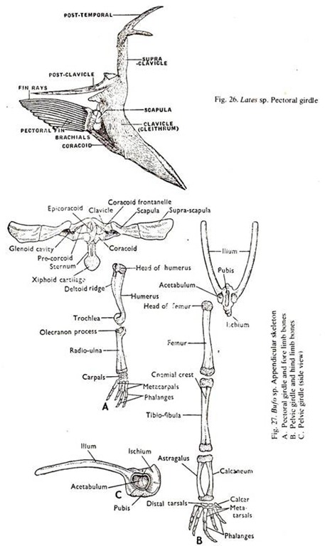 Comparison of Pectoral Girdles in Various Vertebrates