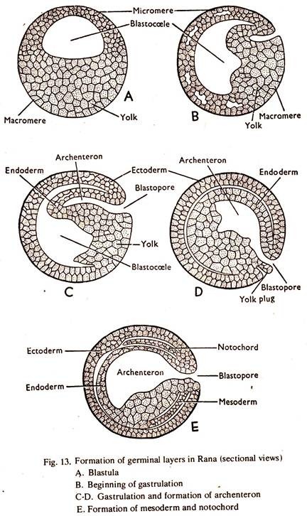 Formation of Germinal Lavers in Rana