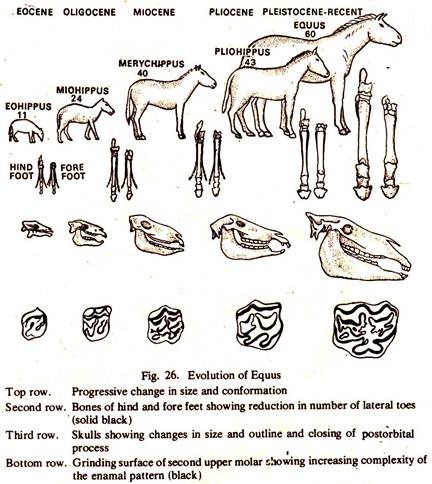 Evolution of Equus