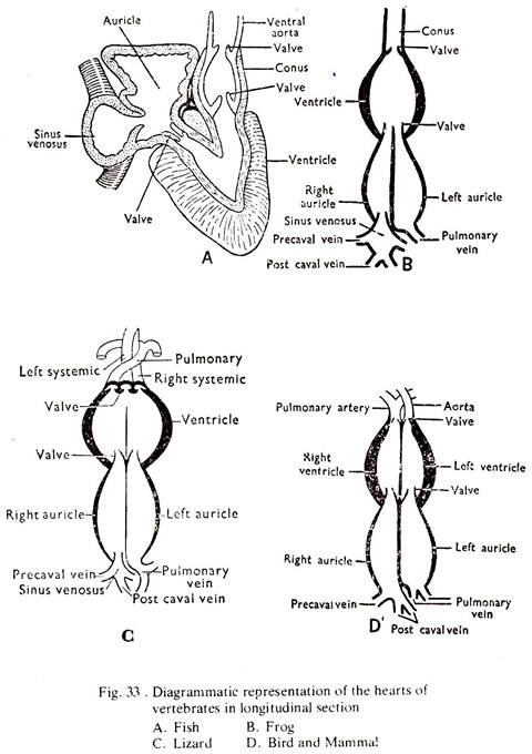 Hearts of Vertebrates