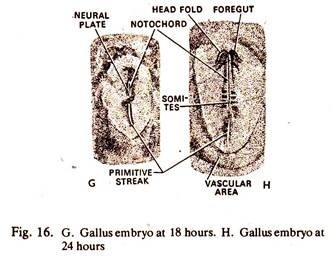 Gallus Embryo at 18 Hours