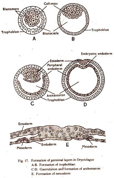 Formation of Germinal Layers in Oryctolagus
