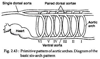 Modification Of Aortic Arches In Various Vertebrates Zoology