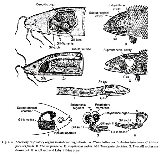 Accessory Respiratory Organs in Fishes | Zoology