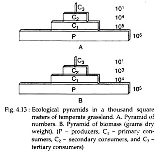 3 types of ecological pyramids