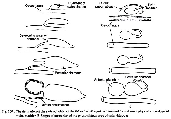 Derivation of the Swim-Bladder of hte Fishes from the Gut