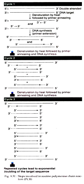 Steps Involved in Routine Polymerase Chain Reaction