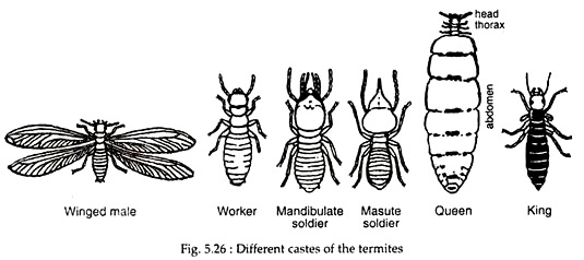 Different Castes of the Termites