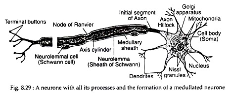 Neurone with all its Processes