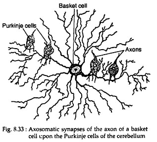 Axosomatic Synapses