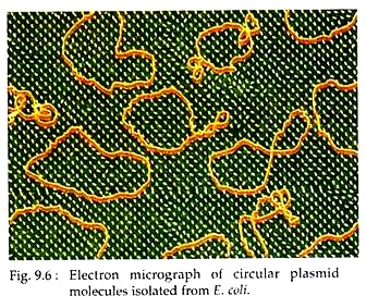 Electron Micrograph of Circular Plasmid Molecules