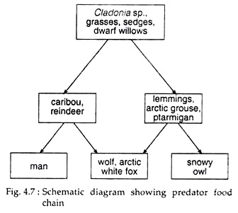 Predator Food Chain