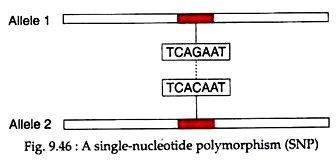 Single-Nucleotide Polymorphism